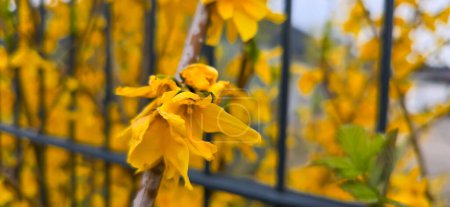Postkartenmotiv Forsythie im Garten. Frühjahrsblühende Sträucher und Blumen in schönen Farben vor verschwommenem Hintergrund