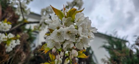 Photo for Bird cherry (Prunus avium), blossom, Germany - Royalty Free Image