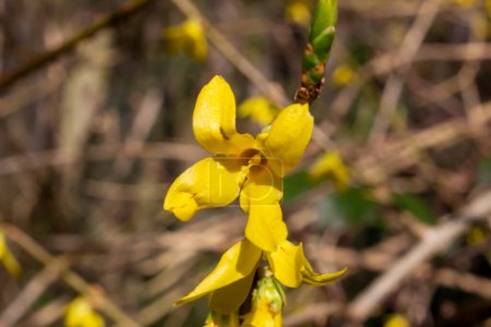 Yellow blooming forsythia with flowers in spring