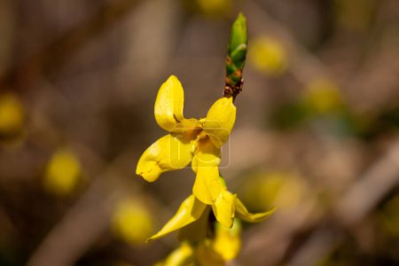 Forsitia floreciente amarilla con flores en primavera