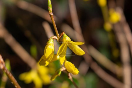 Gelb blühende Forsythie mit Blüten im Frühling