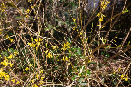 Forsythie à fleurs jaunes au printemps