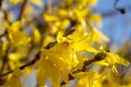 Foto de Forsitia floreciente amarilla con flores en primavera - Imagen libre de derechos