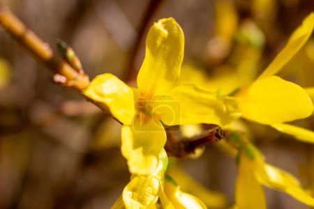 Photo for Yellow blooming forsythia with flowers in spring - Royalty Free Image