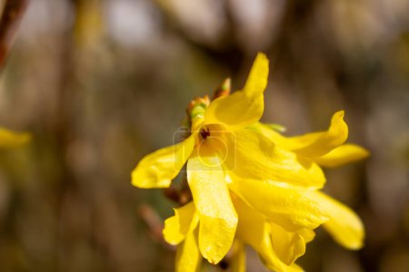 Photo for Yellow blooming forsythia with flowers in spring - Royalty Free Image