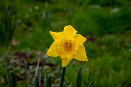 Photo for Yellow daffodil in sunlight - Royalty Free Image