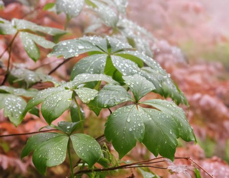 Téléchargez les photos : Une plante feuillue verte couverte de gouttelettes d'eau - en image libre de droit