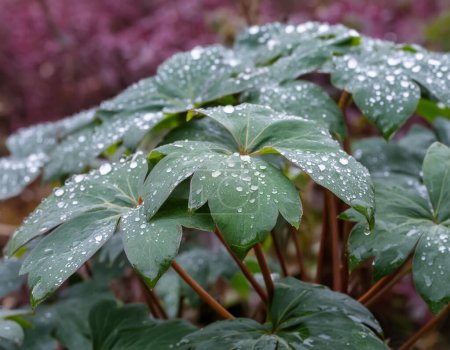 Téléchargez les photos : Une plante feuillue verte couverte de gouttelettes d'eau - en image libre de droit