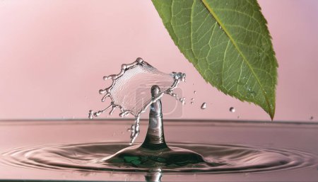 A leaf with water splashing up close