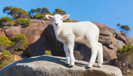 A young sheep standing on a boulder