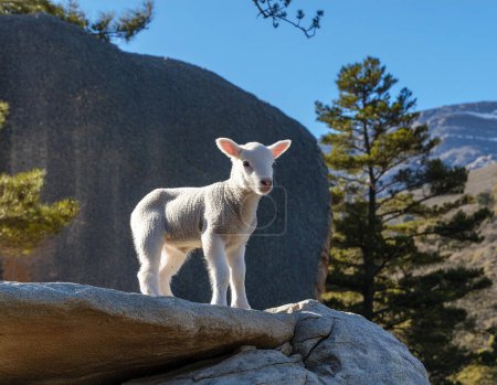 A young sheep standing on a boulder