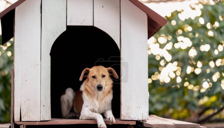 Die Notlage eines einsamen streunenden Hundes im Hundehaus einfangen, um das Bewusstsein für die Tierwelt zu schärfen