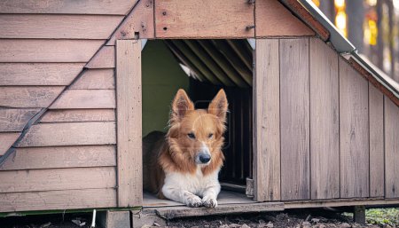 Die Notlage eines einsamen streunenden Hundes im Hundehaus einfangen, um das Bewusstsein für die Tierwelt zu schärfen