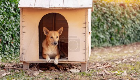 Photo for Capturing the plight of a lonely stray dog in a dog house to raise awareness for animal welf - Royalty Free Image