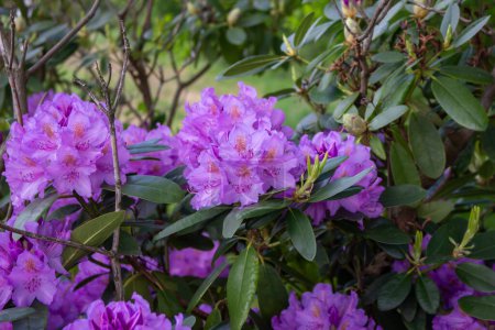 Blühender Strauch des rosa Rhododendrons