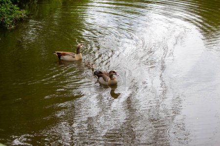 Oie égyptienne (Alopochen aegyptiacus) dans un étang dans la nature