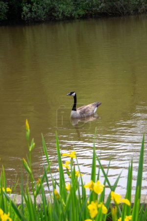 Canada goose (Branta canadensis) on a lake