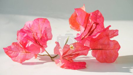 Foto de Bunga kertas merah o flores de buganvillas de color rojo brillante - Imagen libre de derechos