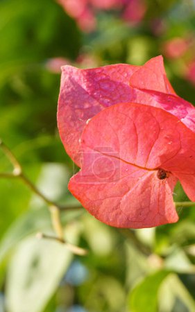 Foto de Bunga kertas merah o flores de buganvillas de color rojo brillante - Imagen libre de derechos