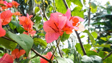 Photo for Bunga kertas merah or bright red bougainvillea flowers - Royalty Free Image