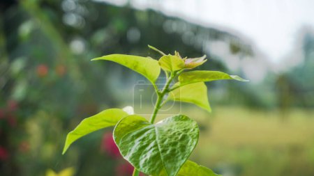 Las hojas y los brotes de la planta ornamental buganvilla están expuestos a la luz solar suave por la mañana