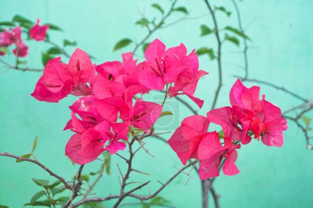Red bougainvillea flowers blooming against a greenish wall background