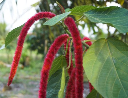 Acalypha hispida oder rote Katzenschwanzpflanze, die in tropischen Ländern reichlich vorkommt