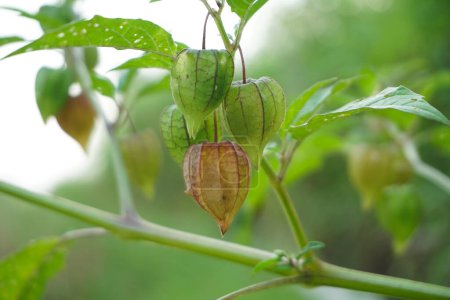 Physalis angulata or Ciplukan which grows around dry rice fields