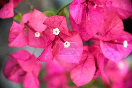 Bougainvillea fleurs fleurissent magnifiquement en été en Indonésie