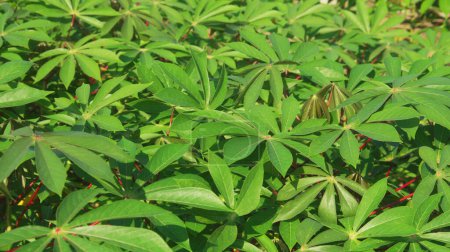 Cassava plants are grown in a traditional way in a region in Indonesia