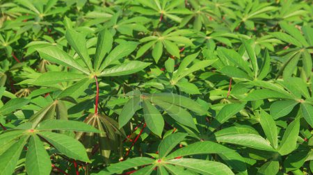 Cassava plants are grown in a traditional way in a region in Indonesia