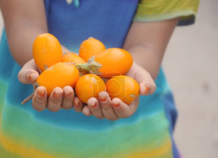 Fruit d'aubergine jaune tenu à la main