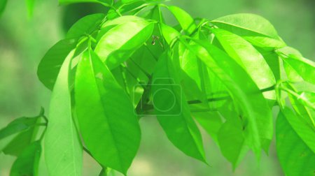Tira Brasiliansis o viejo árbol de goma con hojas verdes y exuberantes