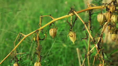 Physalis angulata oder Ciplukan, die um trockene Reisfelder herum wächst