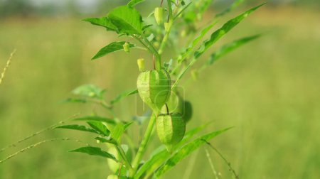 Physalis angulata ou Ciplukan qui pousse autour des rizières sèches