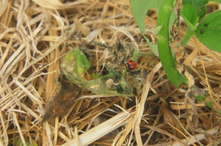 Makrofotografie eines Marienkäfers auf Blättern