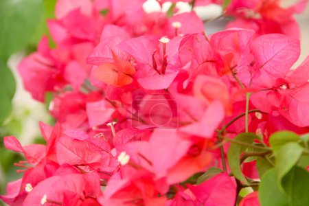 Bougainvillea flowers bloom beautifully in summer in Indonesia