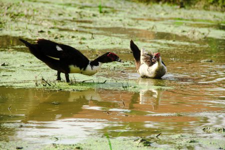 Serati duck or entog live in waterlogged rice fields that have not yet been planted with rice
