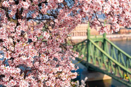 Budapest, Hungary: Blooming almond tree. Liberty bridge on the background. Spring weather.