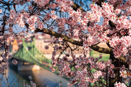 Budapest, Ungarn: Blühender Mandelbaum. Freiheitsbrücke im Hintergrund. Frühlingswetter.