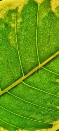 Photo for Close up picture of green leaf chlorophyll with its vein and yellow edge - Royalty Free Image