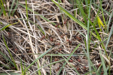 Téléchargez les photos : Une image d'une fourmilière perturbée en arrière-plan, avec des fourmis rampant dans un cadre extérieur naturel, probablement dans un champ herbeux ou un jardin. - en image libre de droit