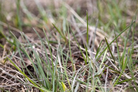Téléchargez les photos : Une image d'une fourmilière perturbée en arrière-plan, avec des fourmis rampant dans un cadre extérieur naturel, probablement dans un champ herbeux ou un jardin. - en image libre de droit