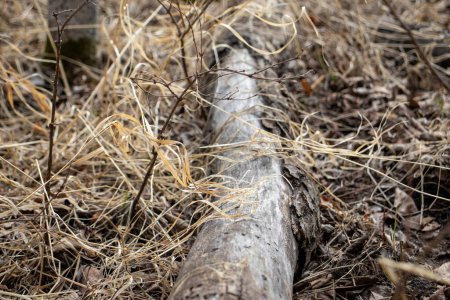 Nahaufnahme von verrottendem Holz mit abgestorbenem Gras im Frühling, die den Kreislauf von Verfall und Erneuerung in der Natur zeigt.