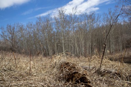 Une image en gros plan du bois pourri avec de l'herbe morte au printemps, montrant le cycle de pourriture et de renouvellement dans la nature.