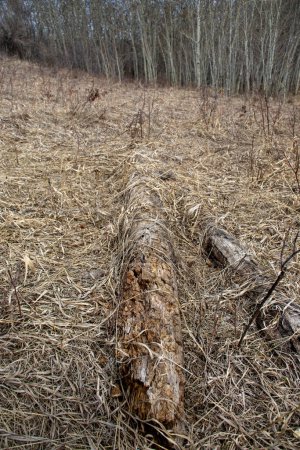 Une image en gros plan du bois pourri avec de l'herbe morte au printemps, montrant le cycle de pourriture et de renouvellement dans la nature.