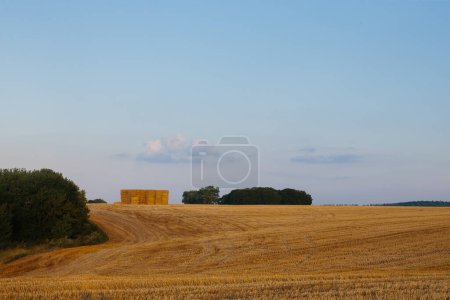 Téléchargez les photos : Champ de blé Mown au coucher du soleil. - en image libre de droit