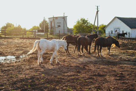 Téléchargez les photos : Chevaux dans une ferme au coucher du soleil en été. - en image libre de droit