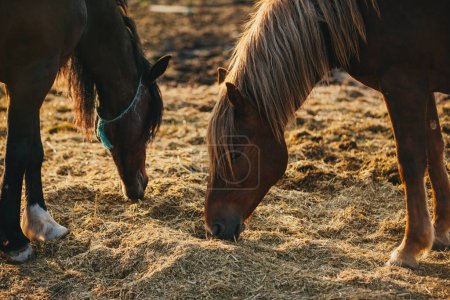 Téléchargez les photos : Portrait de chevaux qui travaillent dans un enclos au coucher du soleil. Chevaux repos après le travail. - en image libre de droit
