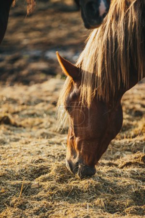 Téléchargez les photos : Gros plan d'un cheval en activité au coucher du soleil. - en image libre de droit